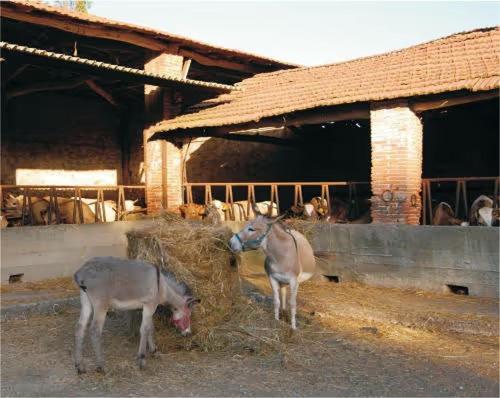 Fattoria Agriturismo Bigongiari Lucca Luaran gambar