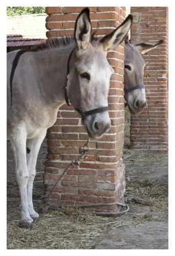 Fattoria Agriturismo Bigongiari Lucca Luaran gambar