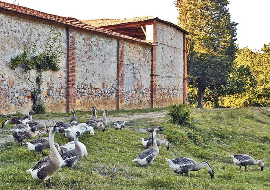Fattoria Agriturismo Bigongiari Lucca Luaran gambar